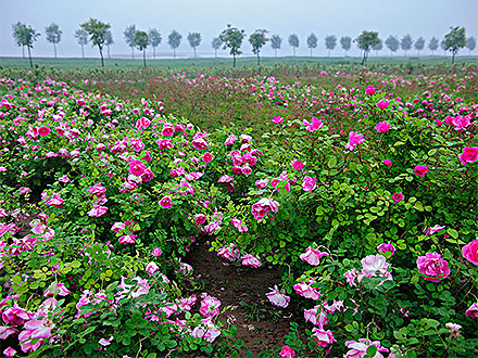 种植基地标题二